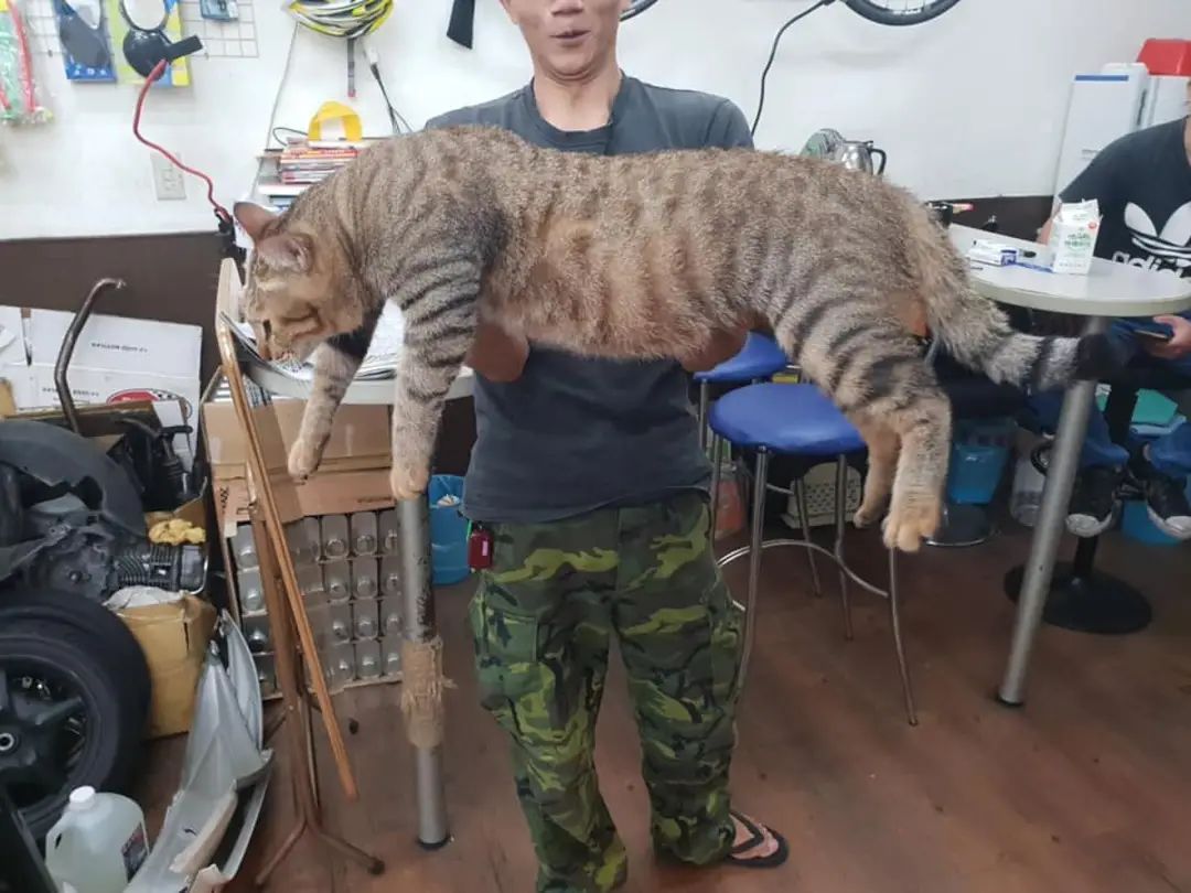 医生说小猫骨架有点大，结果长大后27斤体长约1米，网友：猫王？？？！