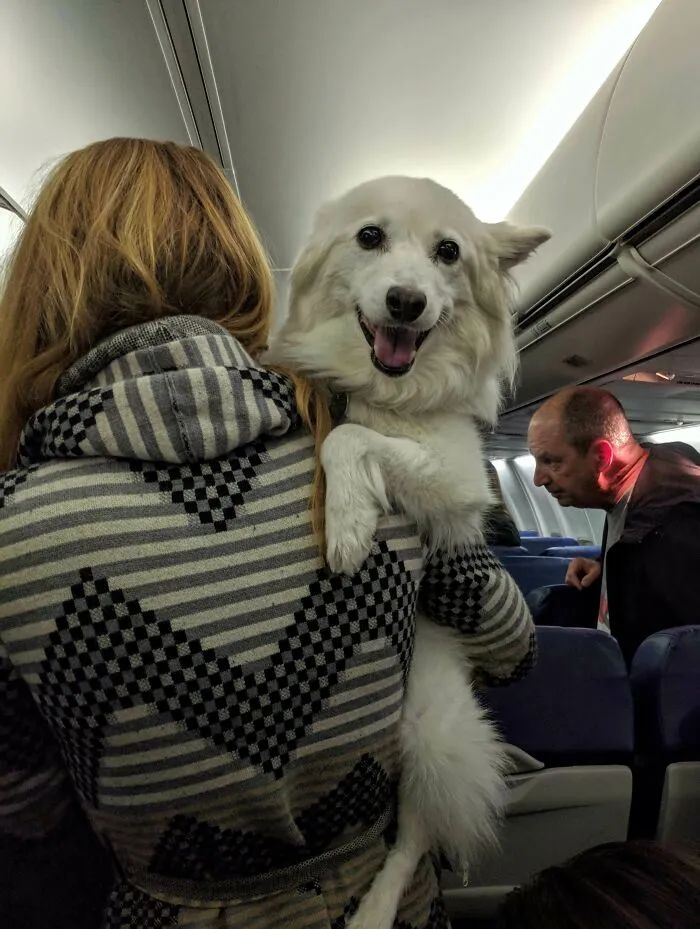 带狗子坐了趟飞机，结果狗秃了...哈哈哈哈哈这也太热情了！