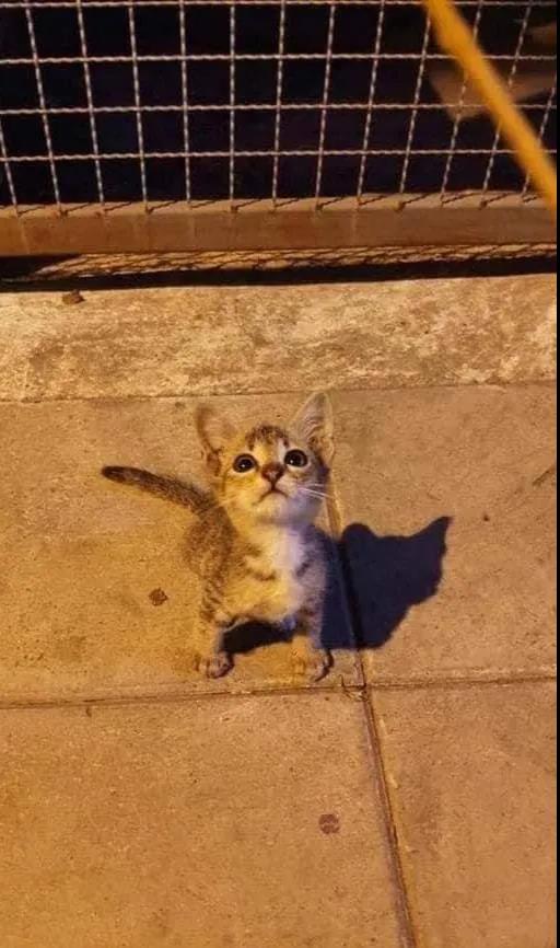 在街上遇到一只小流浪猫，它的举动好乖，瞬间决定把它拐回家！
